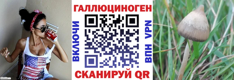 Псилоцибиновые грибы Psilocybine cubensis Нелидово